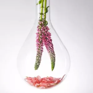 شامپو فیتو آپایسانت PHYTO APAISANT پاکسازی ملایم تسکین دهنده ضد خارش و حساسیت پوست سر حساس 250میل