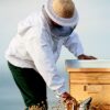 روغن جوانساز رویال طلایی گرلن آبرسان تغذیه کننده و روشم کننده حاوی عصاره زنبور عسل سلطنتی (4)